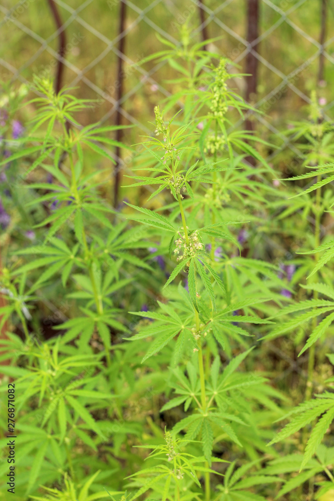 Close-up leaves of marijuana grow through chain-link fence. Ganja bushes behind the mesh. Close-up leaves of marijuana grow through chain-link fence. Ganja bushes behind the mesh.