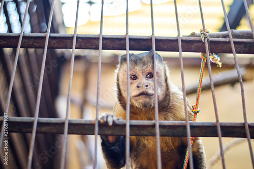 Happy monkey looking through the cage © frimufilms