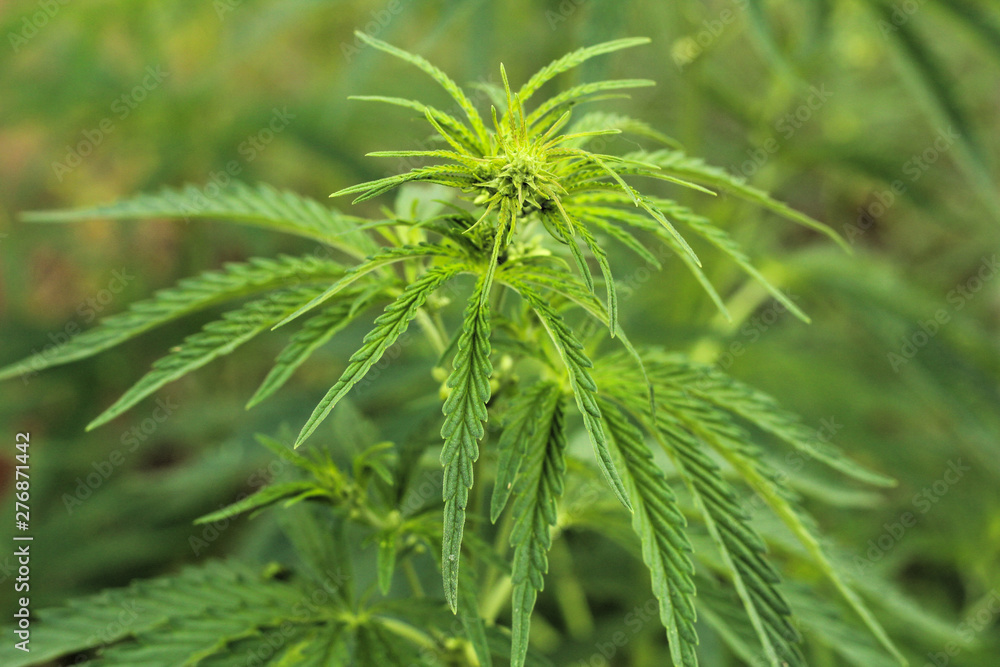 Close-up beautiful of Cannabis isolated background. Marijuana leaves plant growing top view. Close-up beautiful of Cannabis isolated background. Marijuana leaves plant growing top view.