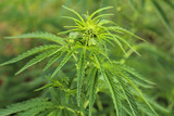 Close-up beautiful of Cannabis isolated background. Marijuana leaves plant growing top view.