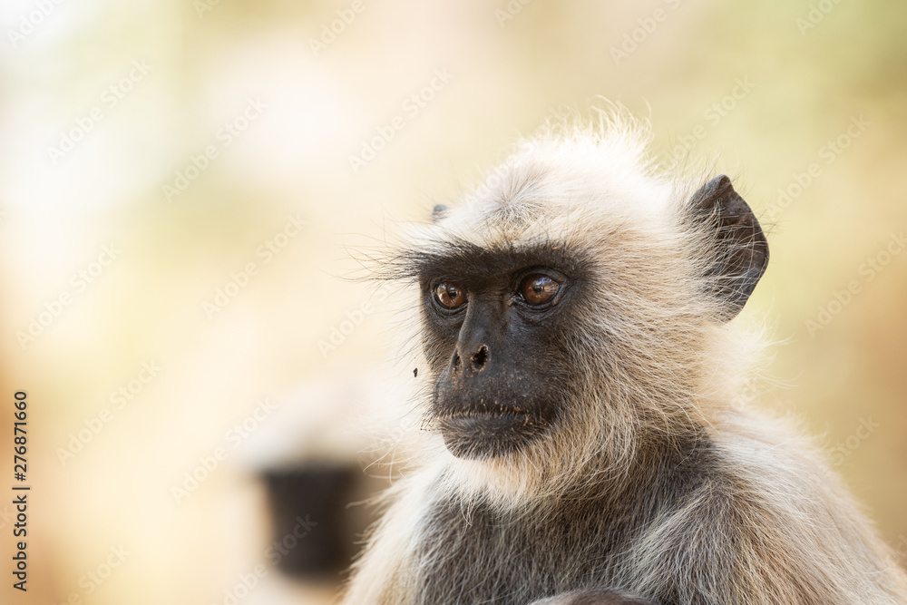 Gray langurs, sacred langurs, Indian langurs or Hanuman langurs, Old World monkeys portrait native to the Indian subcontinent constituting the entirety of the genus Semnopithecus at Ranthambore 