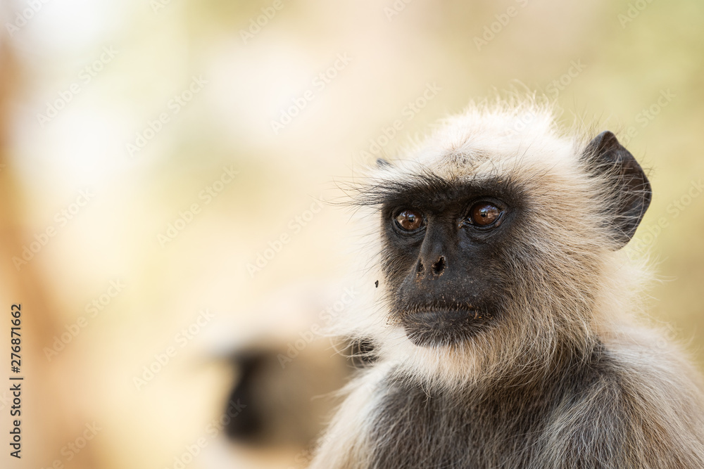 Gray langurs, sacred langurs, Indian langurs or Hanuman langurs, Old World monkeys portrait native to the Indian subcontinent constituting the entirety of the genus Semnopithecus at Ranthambore Gray langurs, sacred langurs, Indian langurs or Hanuman langurs, Old World monkeys portrait native to the Indian subcontinent constituting the entirety of the genus Semnopithecus at Ranthambore