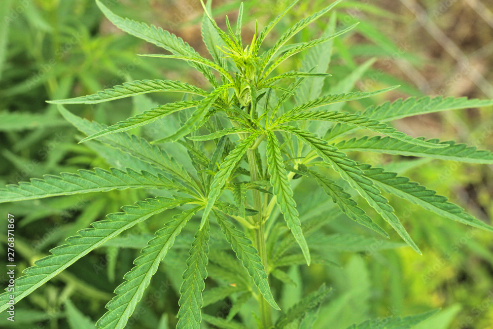 Close-up beautiful of Cannabis isolated background. Marijuana leaves plant growing top view. Close-up beautiful of Cannabis isolated background. Marijuana leaves plant growing top view.