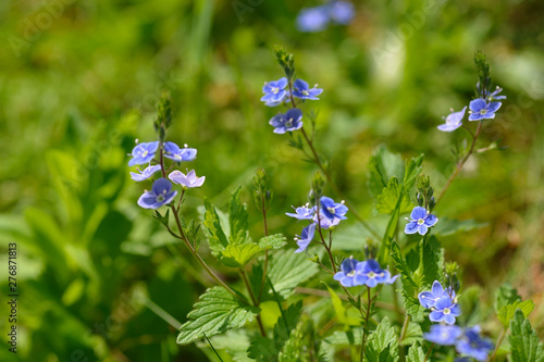 Gamander-Ehrenpreis Blüten photo