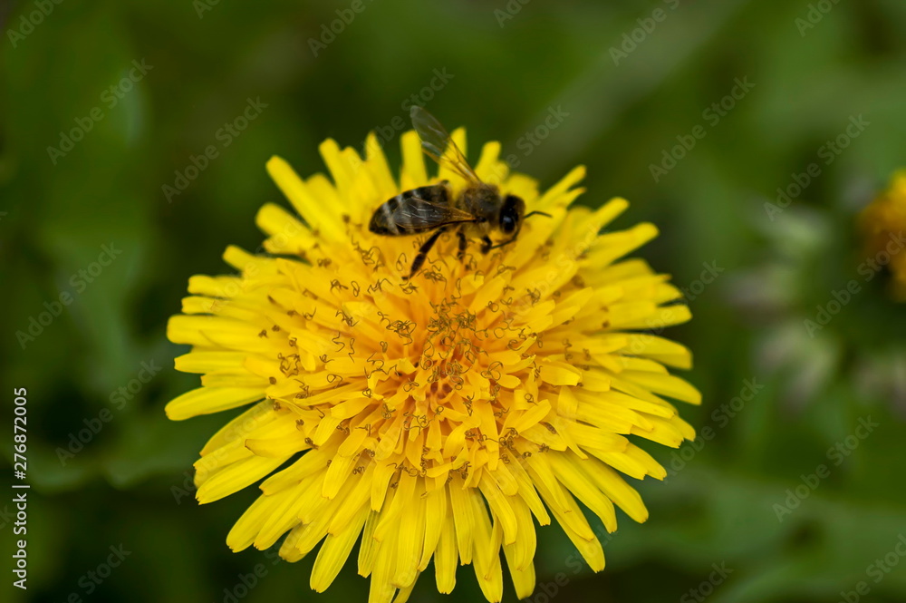 Dandelion in springtime at Plana mountain, Bulgaria Dandelion in springtime at Plana mountain, Bulgaria