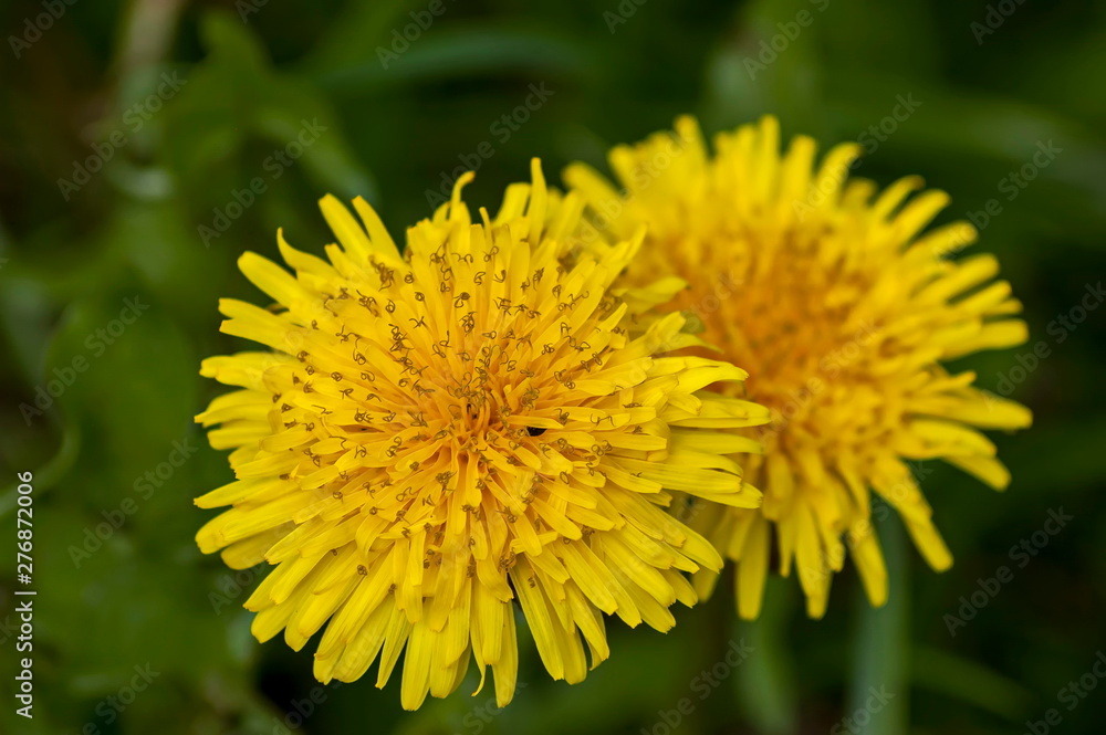 Dandelion in springtime at Plana mountain, Bulgaria Dandelion in springtime at Plana mountain, Bulgaria