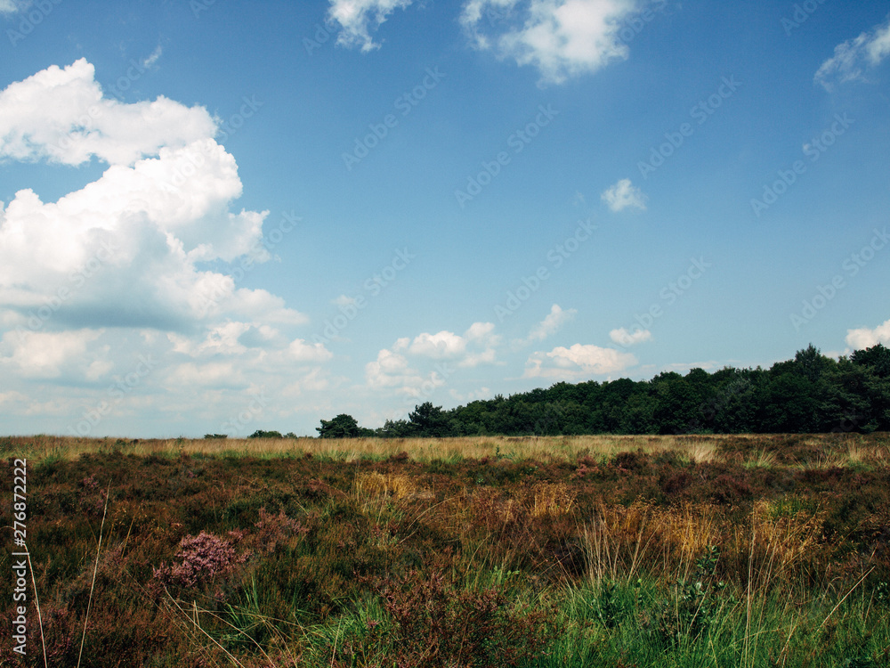 Field ar meadow with trees and blue sky Field ar meadow with trees and blue sky