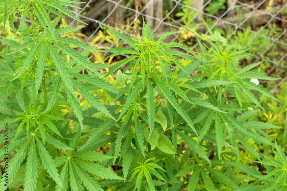 Close-up leaves of marijuana grow through chain-link fence. Ganja bushes behind the mesh. Close-up leaves of marijuana grow through chain-link fence. Ganja bushes behind the mesh.