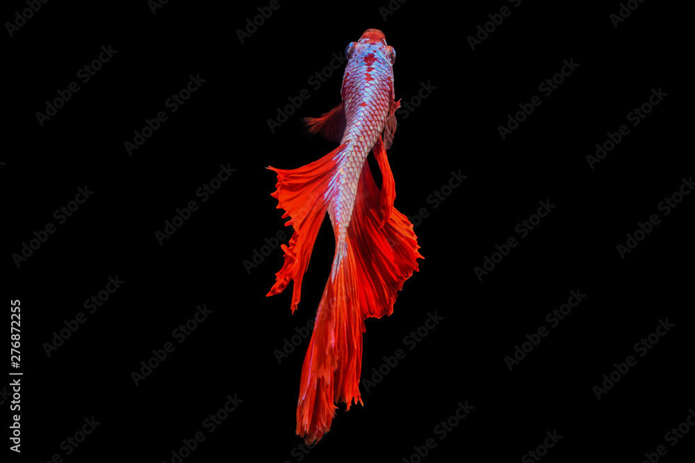 Obraz premium Rhythmic of Betta fish, siamese fighting fish betta splendens (Halfmoon red isolated on black background.