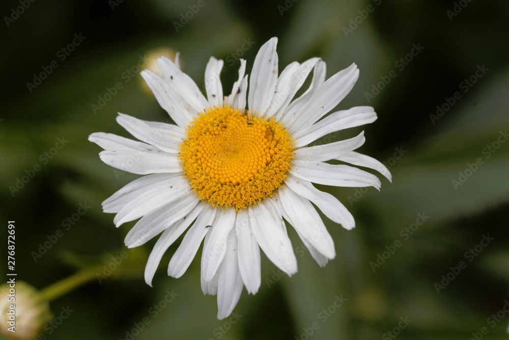 Flower of a max chrysanthemum, Leucanthemum maximum Flower of a max chrysanthemum, Leucanthemum maximum