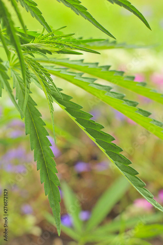 Close-up leaf of marijuana on a background of colorful flowers