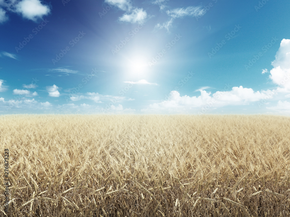 Wheat field in sunny day 3d render