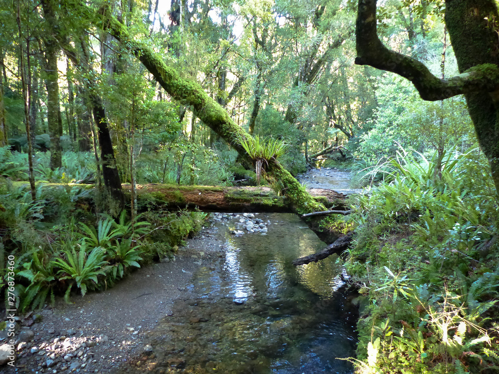Obraz premium beautiful river in a forest