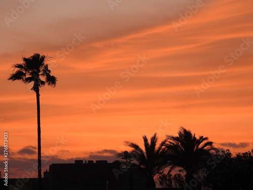 Sunset palm 1