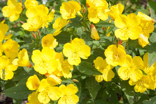 Foto yellow evening primrose flowers on green grass background, selective focus