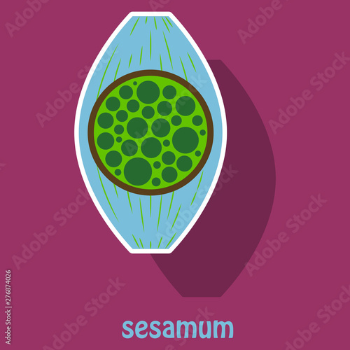 Sticker Illustration of the normal Sesamoid bone. External and skeletal views.