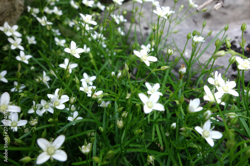 Marcro spring flowers