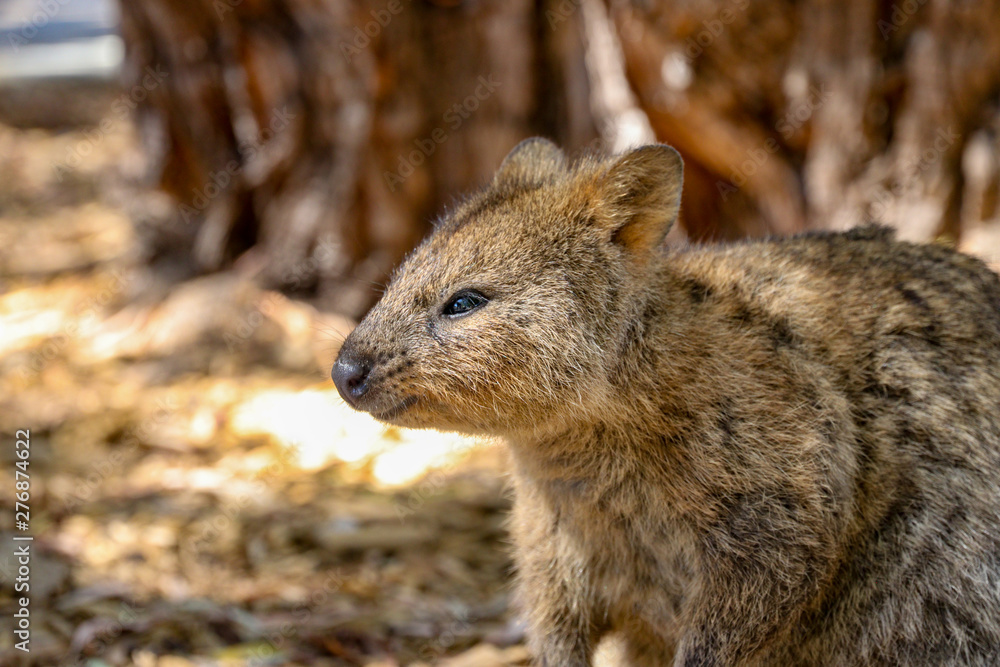 Portrait of smiling Quokka, Rottnest Island, Perth, Western Australia Portrait of smiling Quokka, Rottnest Island, Perth, Western Australia