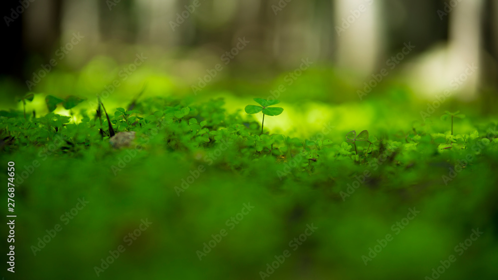 drops on leaf drops on leaf