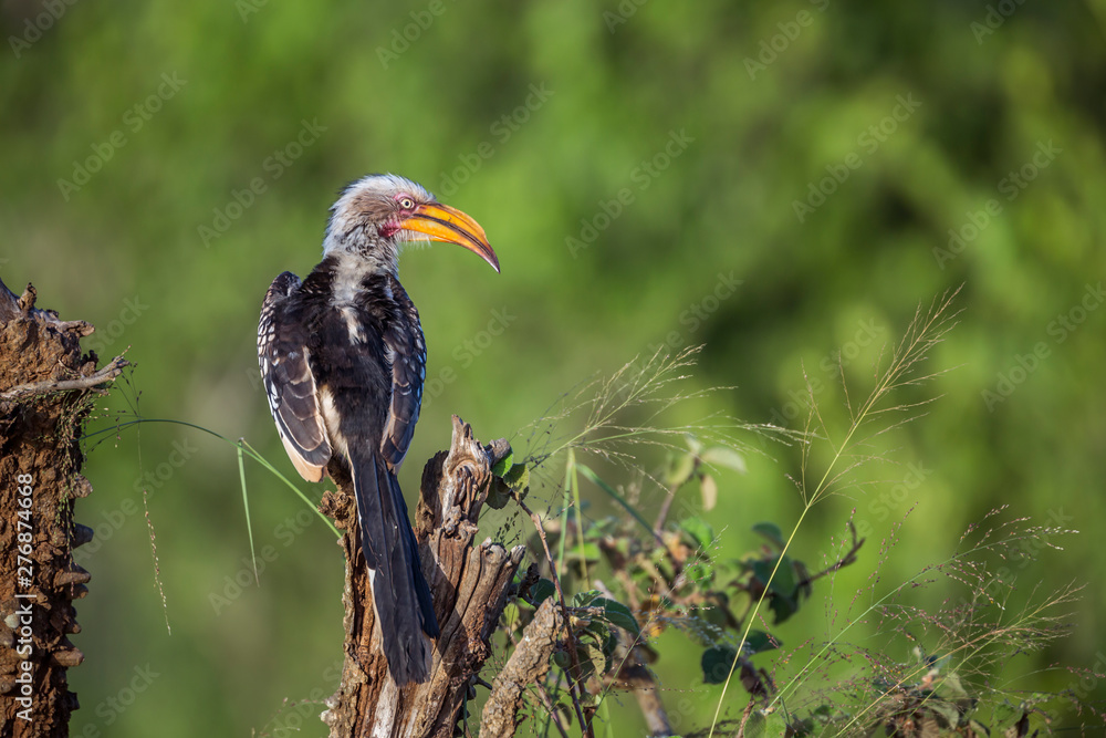 Obraz premium Southern yellow billed hornbill perched in rear view in Kruger National park, South Africa ; Specie Tockus leucomelas family of Bucerotidae