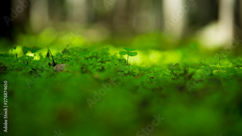 drops on leaf