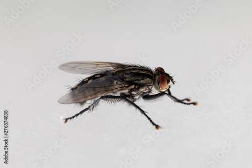 Macro photo of a common flesh fly, Sarcophaga carnaria © ChrWeiss
