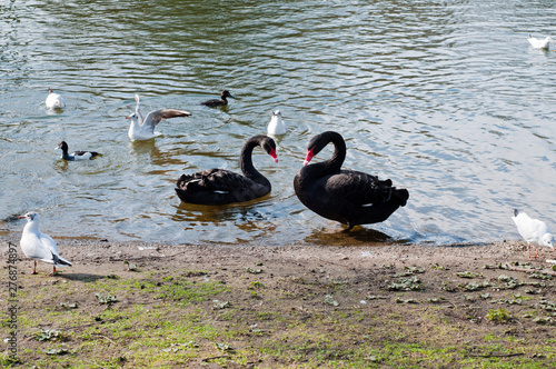 Two blackswans in pond photo