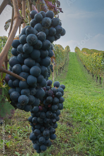 Vineyard grape - Bunch of nebbiolo grape in the vineyards of Barolo (Langhe wine district, Italy), in september before harvest
