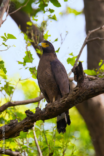 Crested serpent eagle, Spilornis cheela, Jim Corbett National Park, Nainital District, Uttarakhand, India