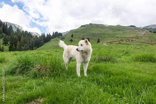 White courious dog exploring the environment photo