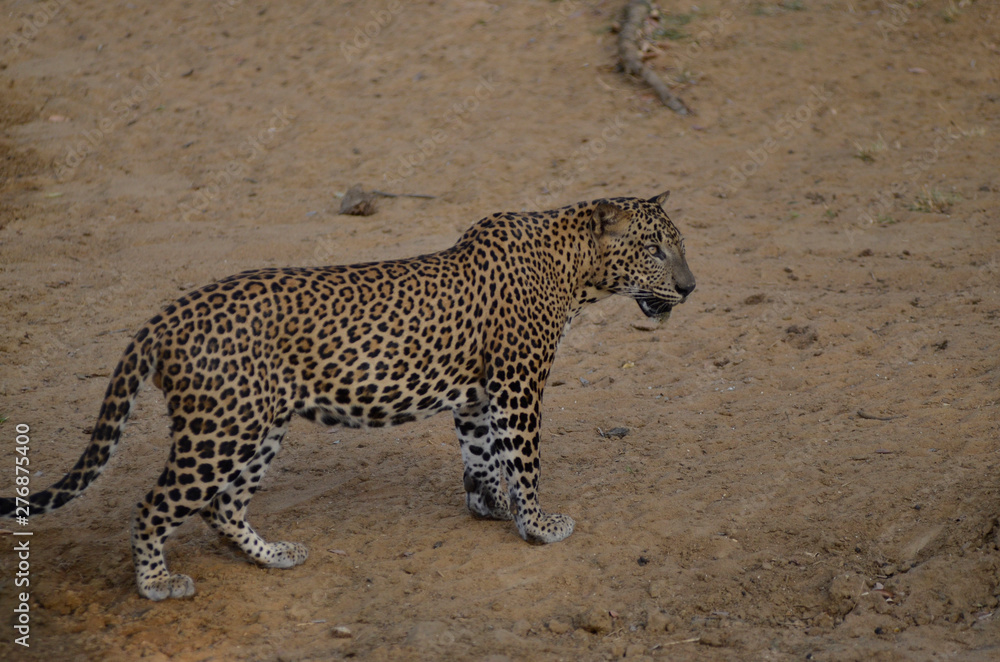 Obraz premium Sri Lankan Leopard