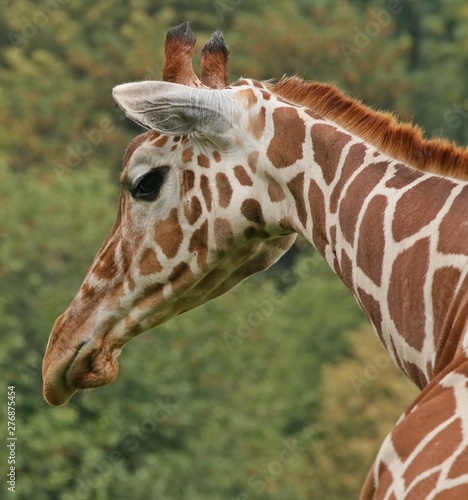 Photography Close-up of a giraffe profile