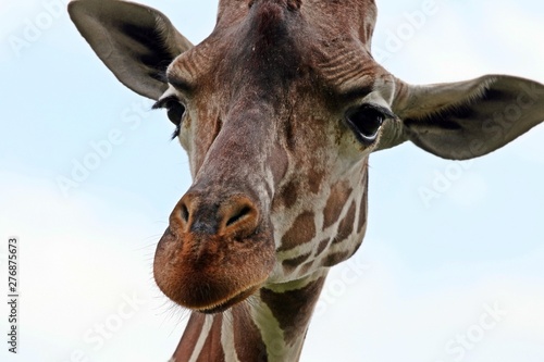 Fototapeta Naklejka Na Ścianę i Meble -  Close-up portrait of a giraffe