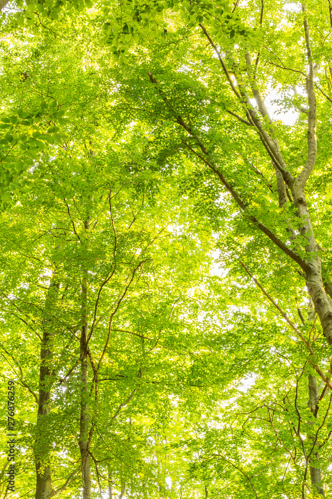 Tall trees decorating the forest during summer time Tall trees decorating the forest during summer time