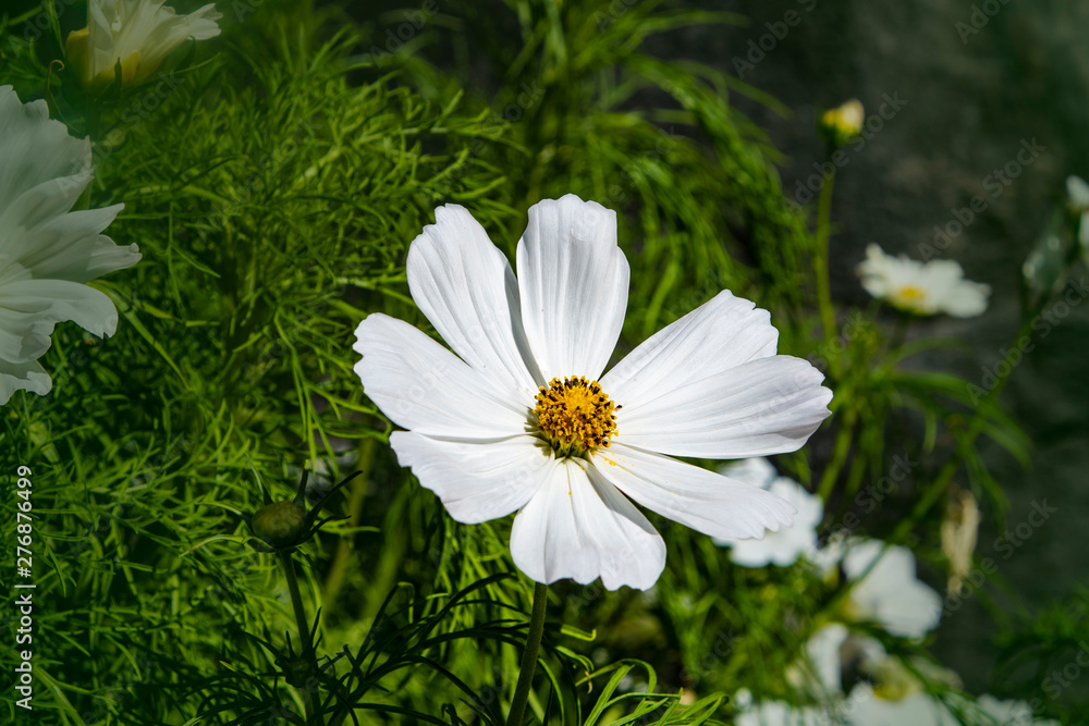 Summer flowers white cosmos flowers - in Latin Cosmos Bipinnatus Summer flowers white cosmos flowers - in Latin Cosmos Bipinnatus