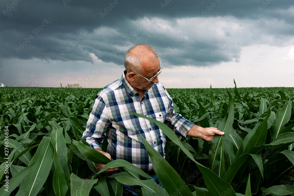 Fototapeta premium Portrait of senior farmer standing in corn field examining crop.