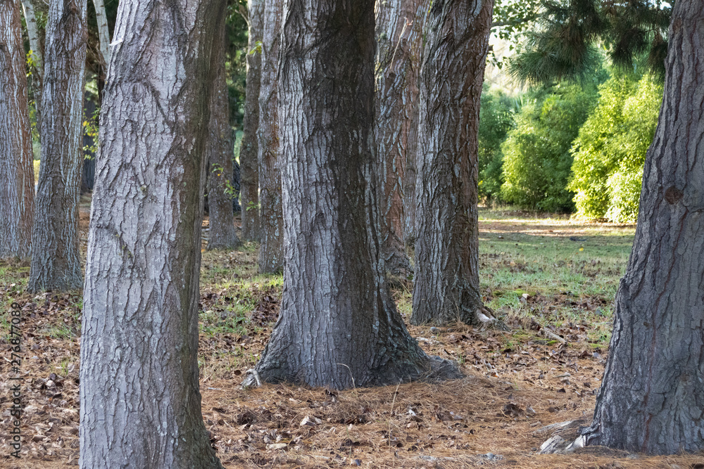 Obraz premium old trees in the forest