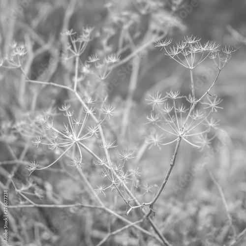 Dried dandelion weed in black and white