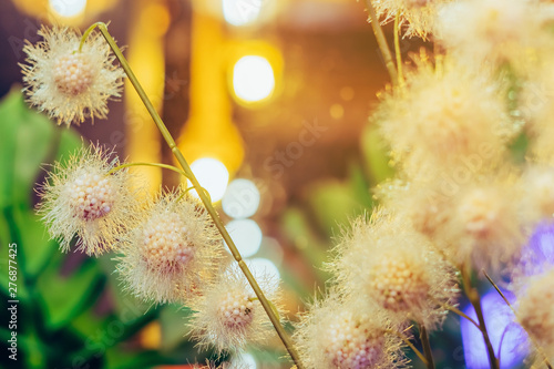 Beautiful Artificial plastic flowers decorated in coffee shops with bokeh photo