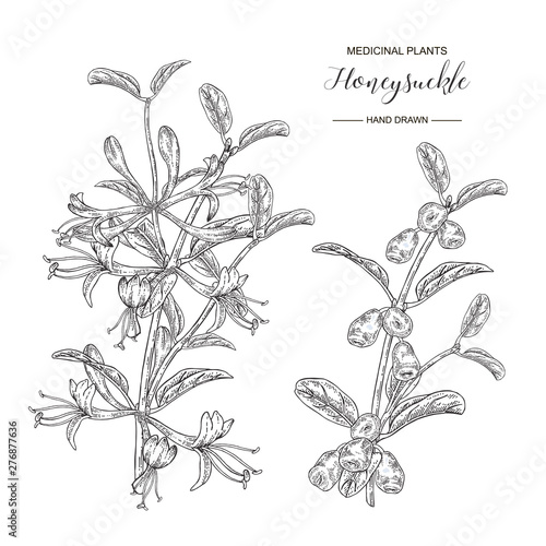 Honeysuckle branch with flowers and ripe berries. Lonicera japonica. Medical plants hand drawn. Vector botanical illustration. photo