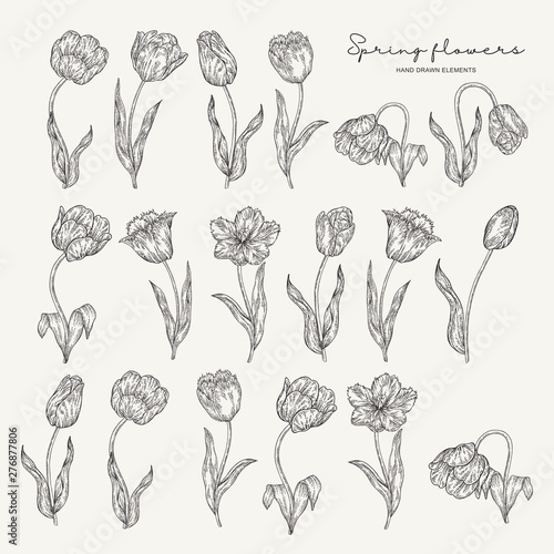 Hand drawn inked tulips. Spring flowers set. Garden plants. Botanical vector illustration. Engraving style.