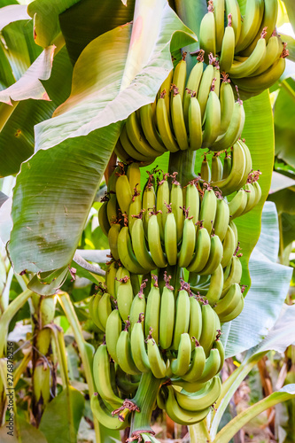 Bunch of the unripe green bananas on tree