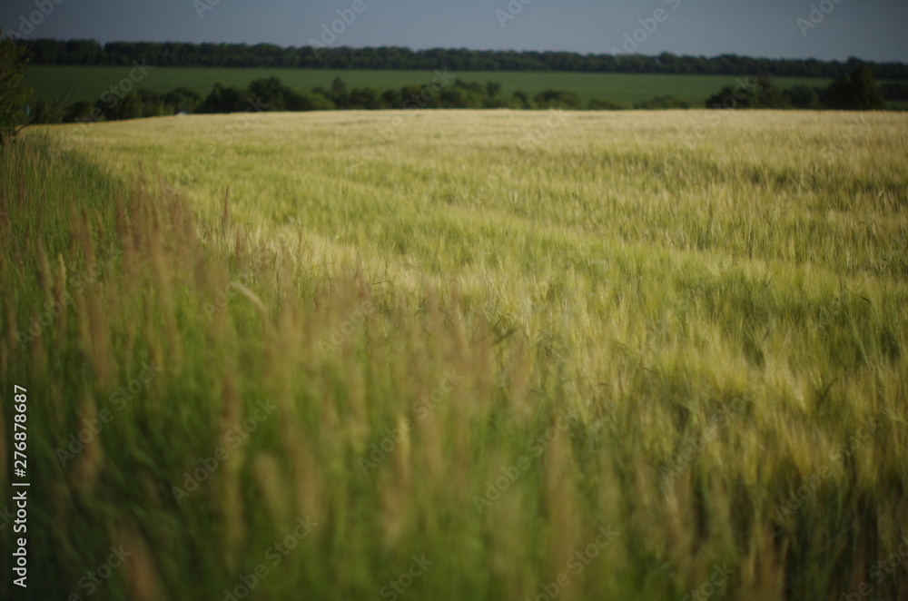 green wheat field