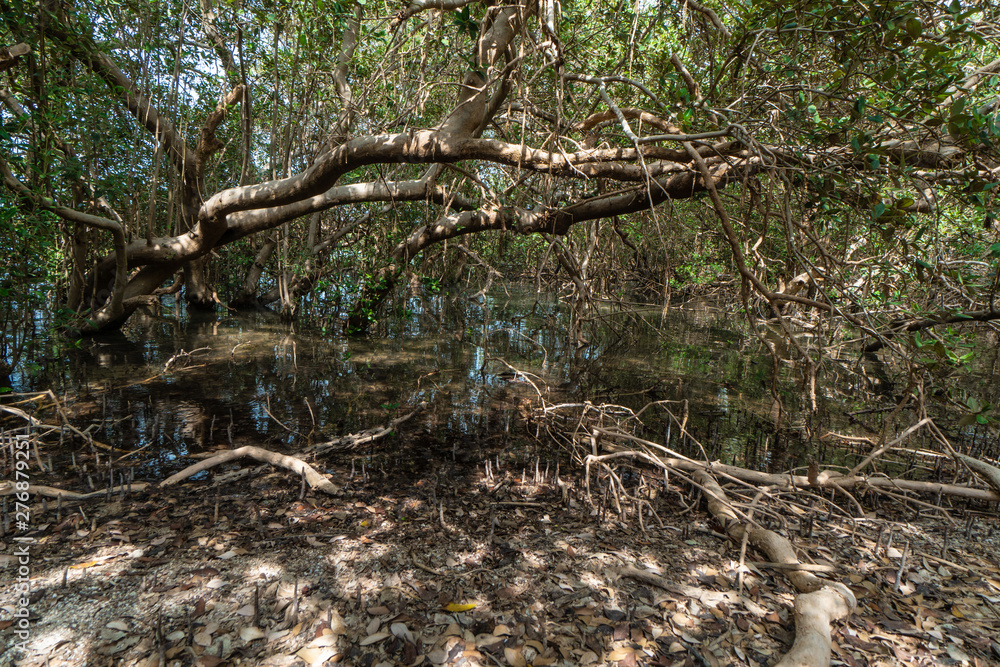 Mangrove forest on unspoiled Farasan Island in Jizan Province, Saudi Arabia Mangrove forest on unspoiled Farasan Island in Jizan Province, Saudi Arabia