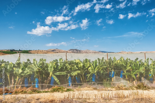Konstfotografi Banana plantations covered with mesh