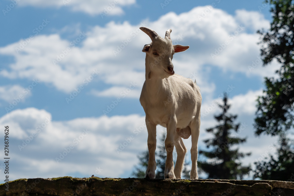 Naklejka premium A little white goat outdoors in nature