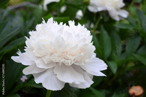 Big white peony blooming on the flower bed in the garden