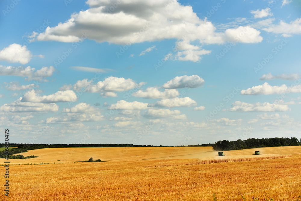 Obraz premium Combine harvest in the golden field of wheat. Golden field with ears of grain crops and a beautiful sky in the clouds.