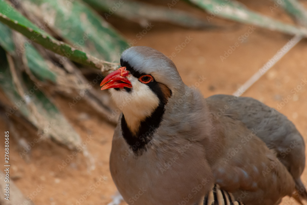 A Chukar Partridge (Alectoris chukar) walks in the desert sand and pauses to clean or preen itself in the United Arab Emirates (UAE). A Chukar Partridge (Alectoris chukar) walks in the desert sand and pauses to clean or preen itself in the United Arab Emirates (UAE).