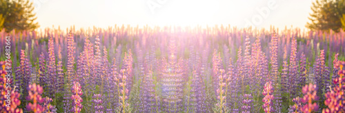 blurred floral landscape in pastel colors. Panorama banner background wallpaper. Flowering meadow blooming lupins flowers